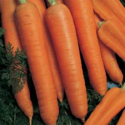 Napoli Hybrid Carrot