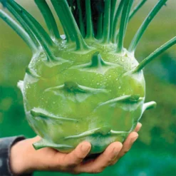 Kossak Hybrid Kohlrabi