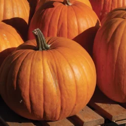 Connecticut Field Pumpkin