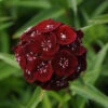 Sweet™ Black Cherry Dianthus