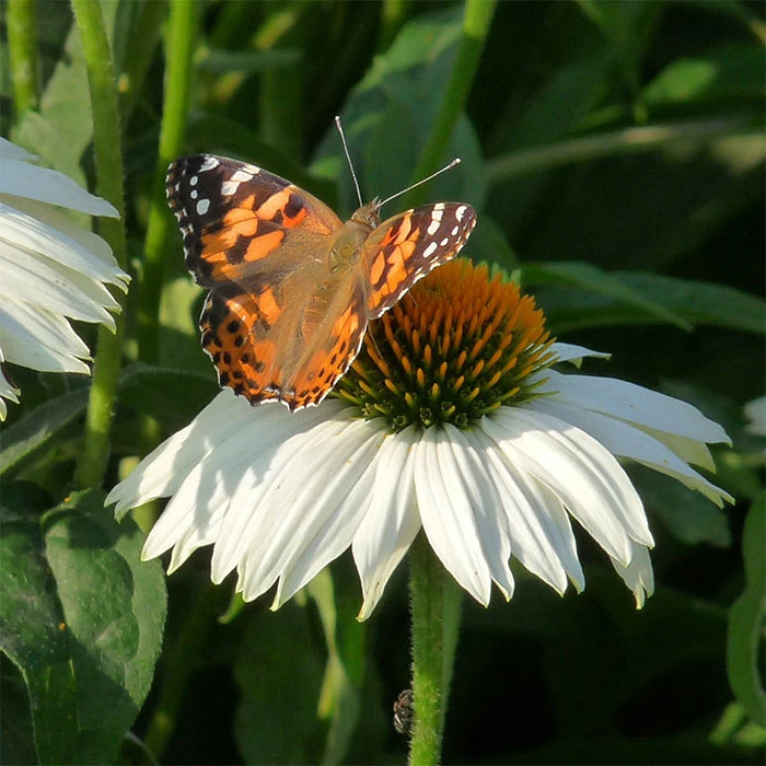 PowWow® White Echinacea 1 PowWow® White Echinacea