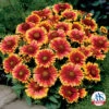 Arizona Sun Gaillardia