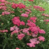 New Vintage™ Rose Yarrow