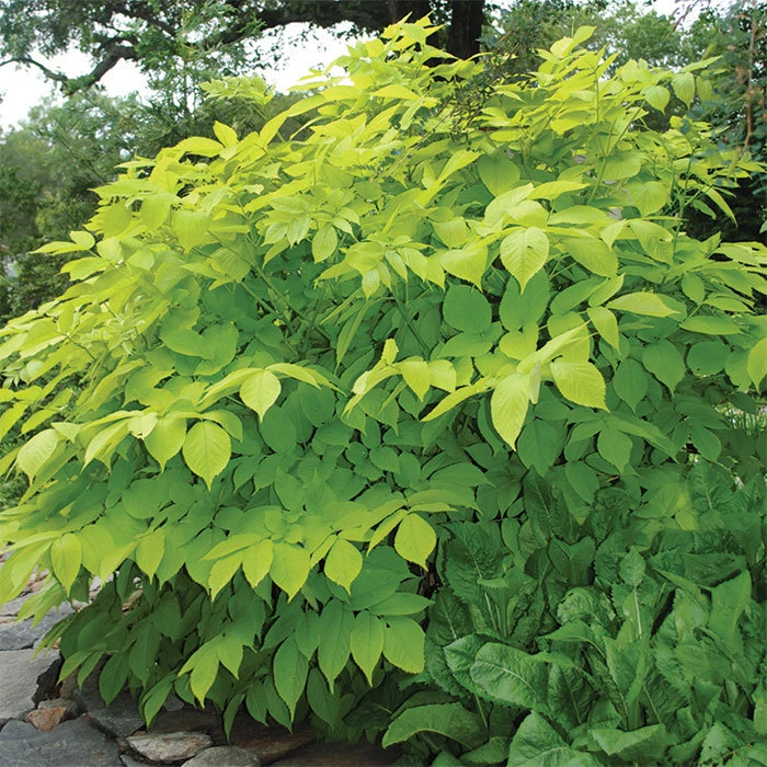 Sun King Aralia 1 Sun King Aralia