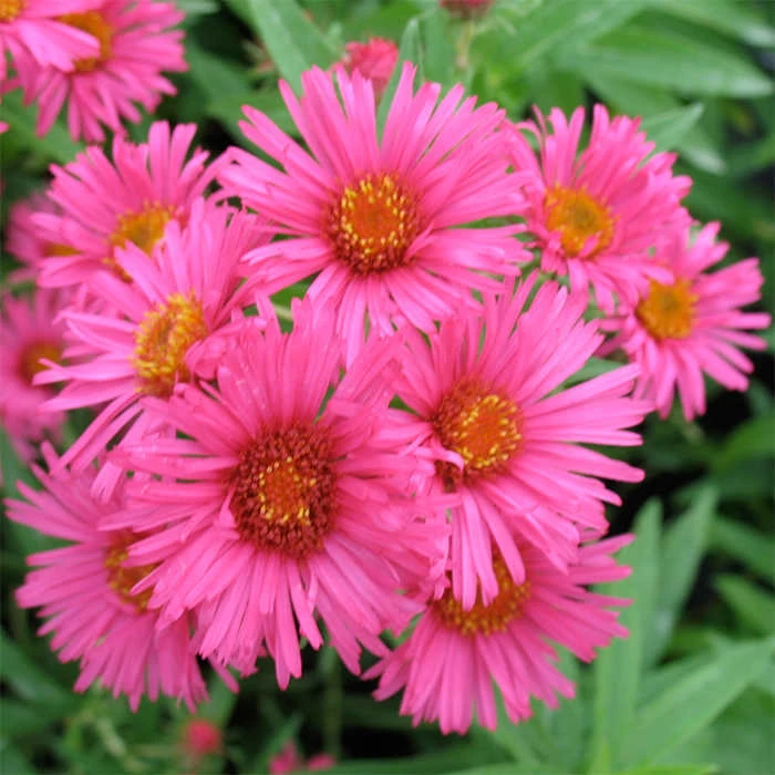 Alma Potschke Aster 1 Alma Potschke Aster