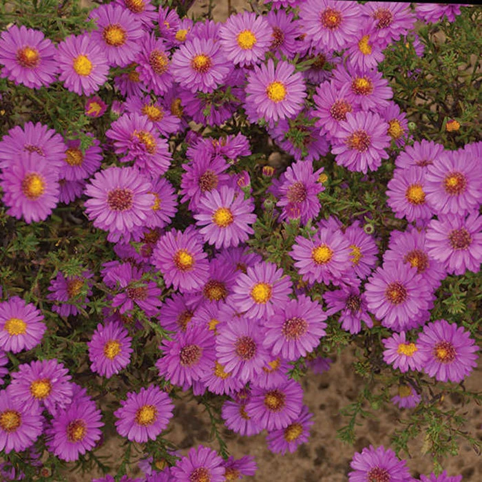 Alert Aster 1 Alert Aster