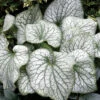 Alexander's Great Brunnera