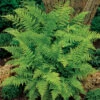 Lady Fern