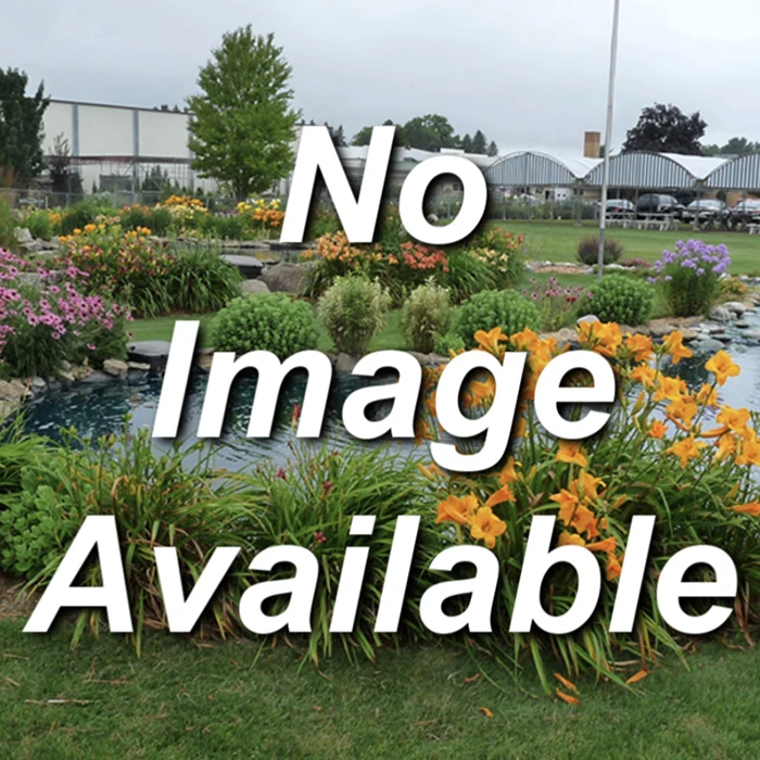 Clayton Or Interrupted Fern 1 Clayton Or Interrupted Fern