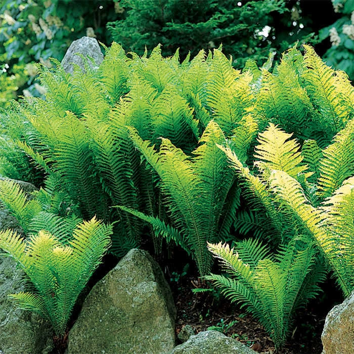 Ostrich Fern 1 Ostrich Fern
