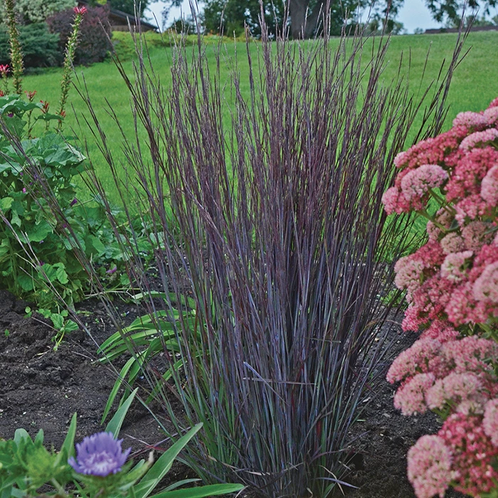 Smoke Signal Little Bluestem 1 Smoke Signal Little Bluestem