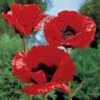 King Kong Oriental Poppy