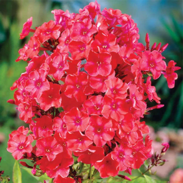 Orange Perfection Hardy Garden Phlox 1 Orange Perfection Hardy Garden Phlox