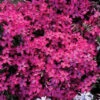 Wine Red Creeping Phlox