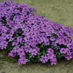 Eye Shadow Creeping Phlox