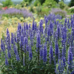 Dark Blue Moody&reg; Blues Veronica