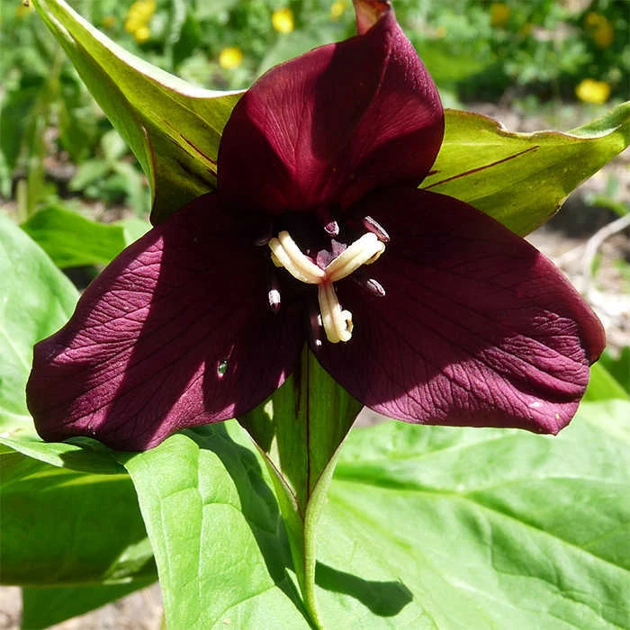 Purple Trillium 1 Purple Trillium