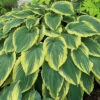 Drop-Dead Gorgeous Hosta