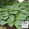 Wu-La-La Hosta