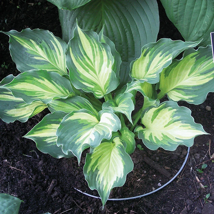 Lakeside Paisley Print Hosta 1 Lakeside Paisley Print Hosta