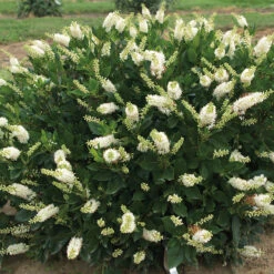 Sugartina® Crystalina Summersweet