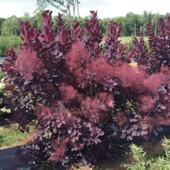 Winecraft Black® Smokebush