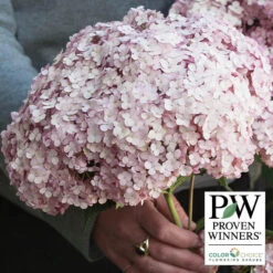 Incrediball® Blush Hydrangea