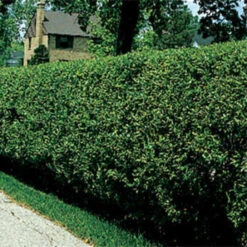 Hardy Amur River Privet