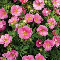 Happy Face® Pink Paradise Potentilla