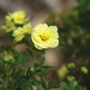 Lemon Meringue™ Potentilla