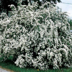 Bridal Wreath Spirea
