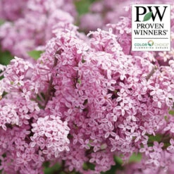 Bloomerang® Purpink™ Lilac