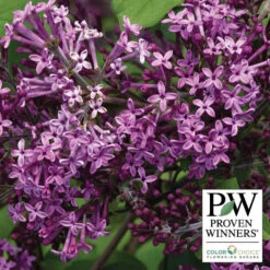 Bloomerang® Dark Purple Reblooming Lilac