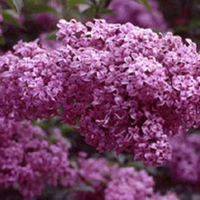 Syringa Chinensis Red Rothomaginsis Lilac 1 Syringa Chinensis Red Rothomaginsis Lilac