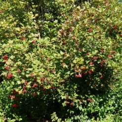 American Highbush Cranberry