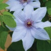 Bernadine™ Clematis