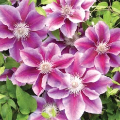 Kilian Donahue Clematis