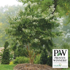 Temple Of Bloom® Seven-Son Flower