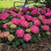 Summer Crush® Hydrangea