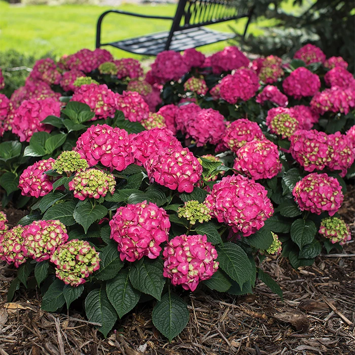 Summer Crush® Hydrangea 1 Summer Crush® Hydrangea