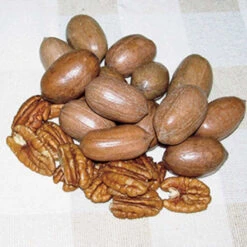 Hardy Pecan Tree Offer