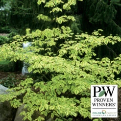 Golden Shadows® Pagoda Dogwood