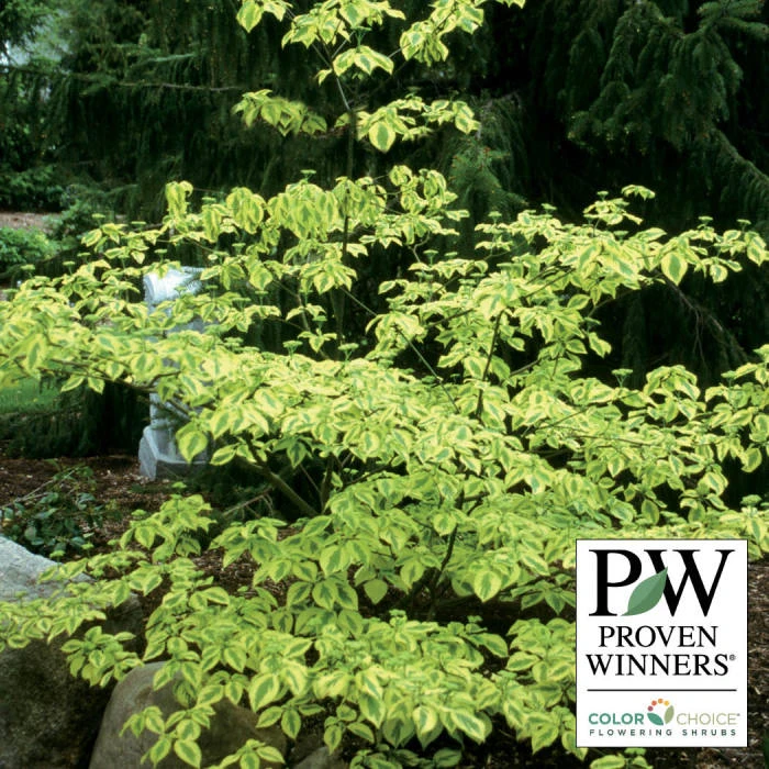 Golden Shadows® Pagoda Dogwood 1 Golden Shadows® Pagoda Dogwood