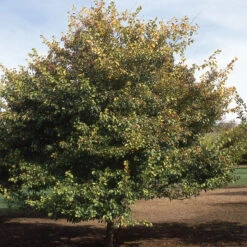 Winter King Hawthorn