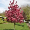 Royal Raindrops&reg; Flowering Crabapple