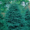 Black Hills Spruce Evergreen Seedlings