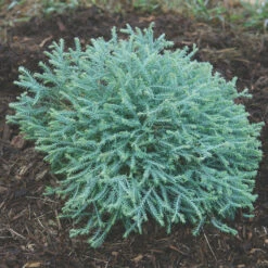 Pancake™ Arborvitae Evergreen