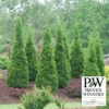 North Pole® Arborvitae Evergreen