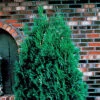 Pyramidal Arborvitae Evergreen