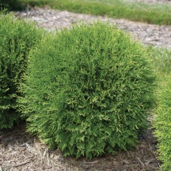 Planet Earth® Arborvitae